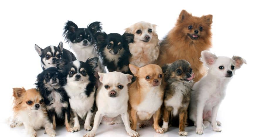 Todos los tipos de chihuahuas: ¿cuántos hay y en qué se diferencian?
